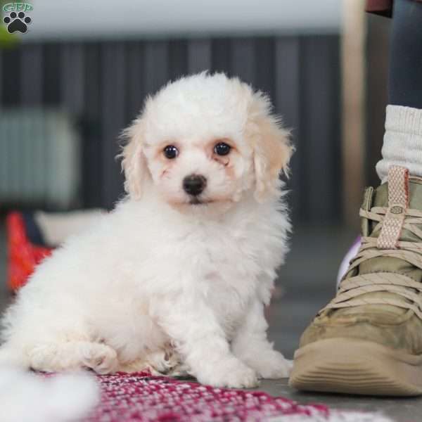 Charlie, Bichon Frise Puppy